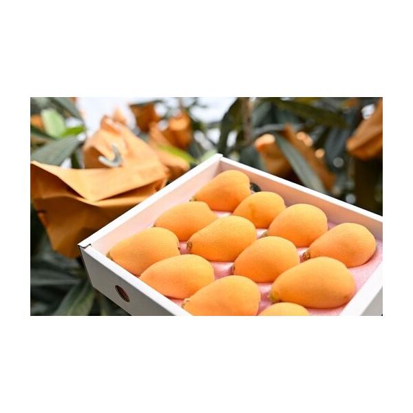 ふるさと納税 長崎市産びわ500g L玉サイズ（12個入） 贈答用箱入り  【2027年4月下旬-5月下旬発送予定】 びわ ビワ 果物 くだもの フルーツ 国産.. 長崎県長崎市