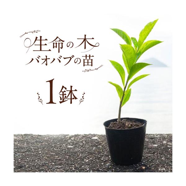 ふるさと納税 バオバブの苗 糸島市 / バオバブ・サンライズ 植物 苗[AJR001] 福岡県糸島市