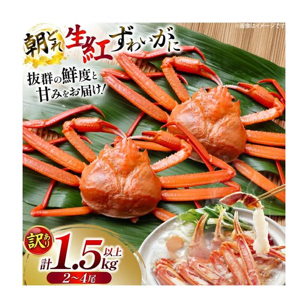 ふるさと納税 カニ 訳あり 朝どれ生紅ズワイガニ 2〜4尾 計1.5kg以上 (1尾サイズ：500g〜1kg以上) 石川県志賀町
