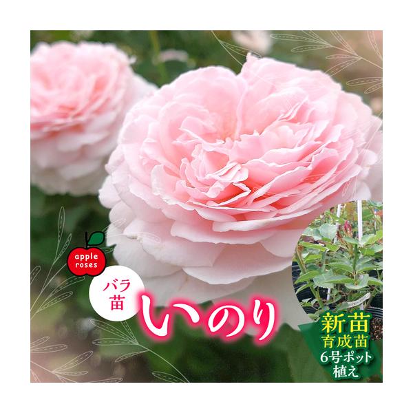 ふるさと納税 【Apple Roses】バラ苗『いのり』新苗育成苗6号ポット植え HNNH047 埼玉県飯能市
