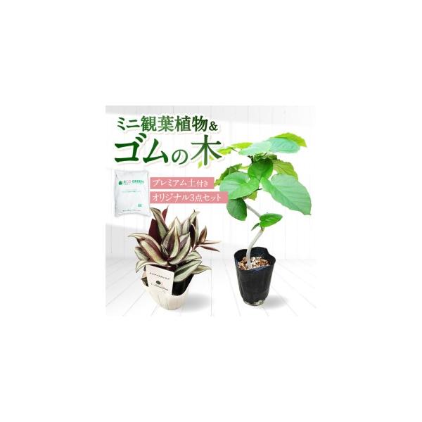 ふるさと納税 土付き 観葉植物 3点セット[ACAL012] 長崎県大村市