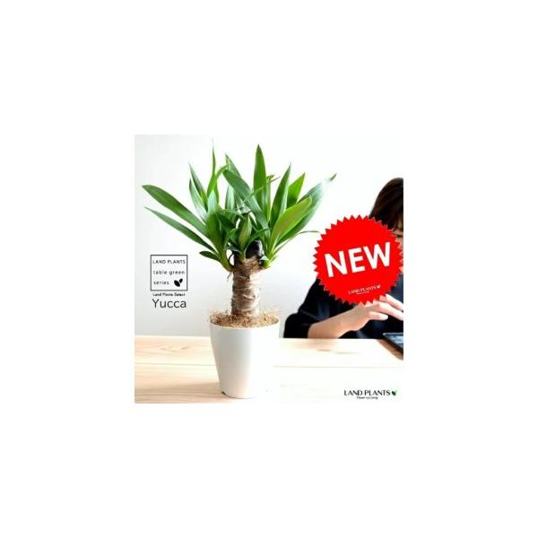 ふるさと納税 【お試し】 ドラセナ（ユッカ） 青年の木 白色 プラスチック鉢 4号 【ココファイバー】 リュウゼツラン ドラセナユッカ ヤッカ 丸.. 兵庫県三木市