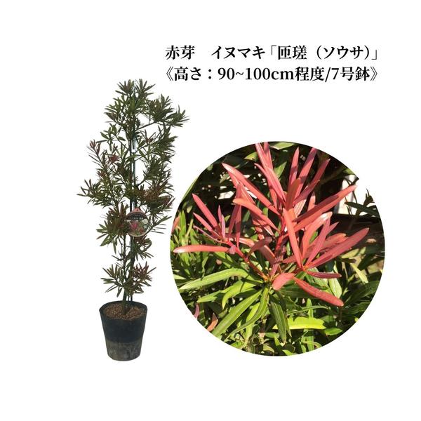 ふるさと納税 赤芽 イヌマキ  「匝瑳（ソウサ）」《高さ：90〜100cm程度》 千葉県匝瑳市