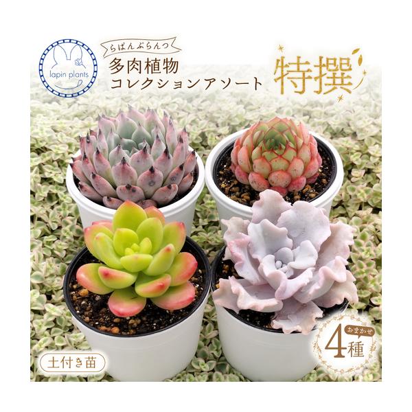 ふるさと納税 多肉植物【特撰】らぱんぷらんつ コレクションアソート4種 土付き苗 多肉 静岡県三島市