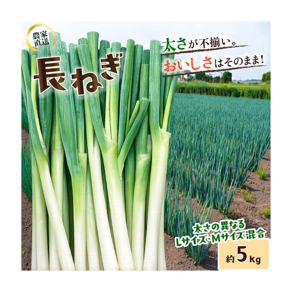 ふるさと納税 長ねぎ 約5kg 長ネギ 白ねぎ 白ネギ 茨城県下妻市