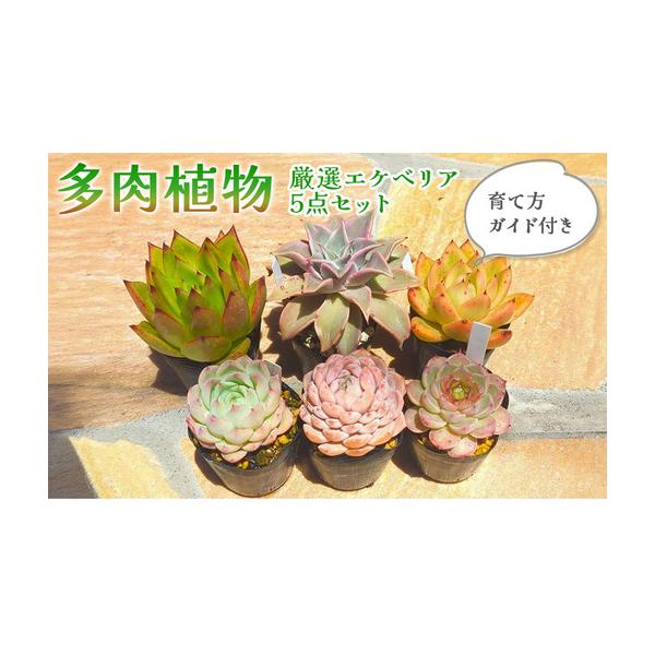 ふるさと納税 多肉植物　厳選エケベリア5点セット(育て方ガイド付き) 滋賀県米原市
