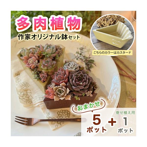 ふるさと納税 [作家オリジナル鉢セット (カスタード)] 多肉植物 苗 おまかせ 5ポット＋寄せ植え用1ポット付き [1387] 神奈川県伊勢原市