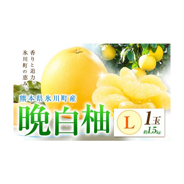 柑橘 晩白柚 L 1玉 1.5kg 日本フルーツ株式会社 熊本県氷川町 約1.5kg