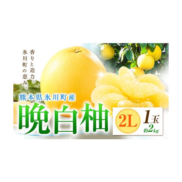 柑橘 晩白柚 2L 1玉 2kg 日本フルーツ株式会社 熊本県氷川町 約2kg