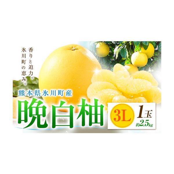 柑橘 晩白柚 3L 1玉 2.5kg 日本フルーツ株式会社 熊本県氷川町 約2.5kg