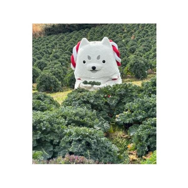 ふるさと納税 【限定5組】採れたてをそのまま持ち帰る、冬のプチヴェール(R)収穫体験(1組5名様まで)【1743665】 静岡県磐田市