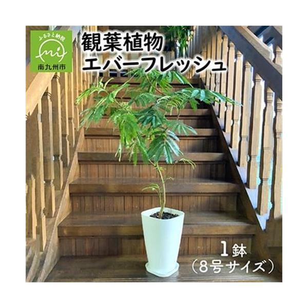 ふるさと納税 観葉植物 エバーフレッシュ8号サイズ1鉢【1764488】 鹿児島県南九州市