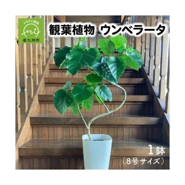 ふるさと納税 観葉植物 ウンベラータ8号サイズ1鉢【1768100】 鹿児島県南九州市