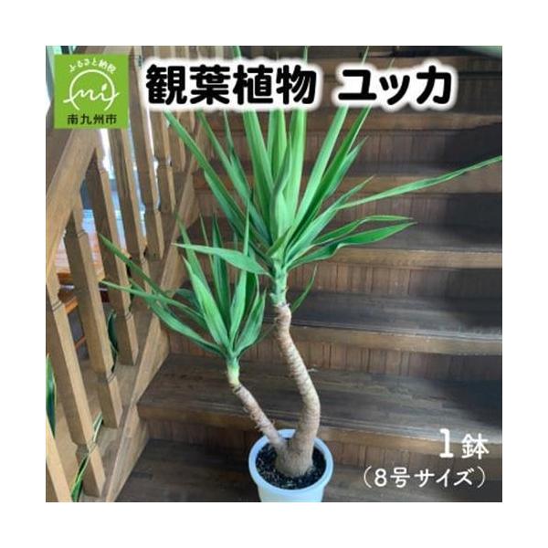 ふるさと納税 観葉植物 ユッカ1鉢【1768108】 鹿児島県南九州市