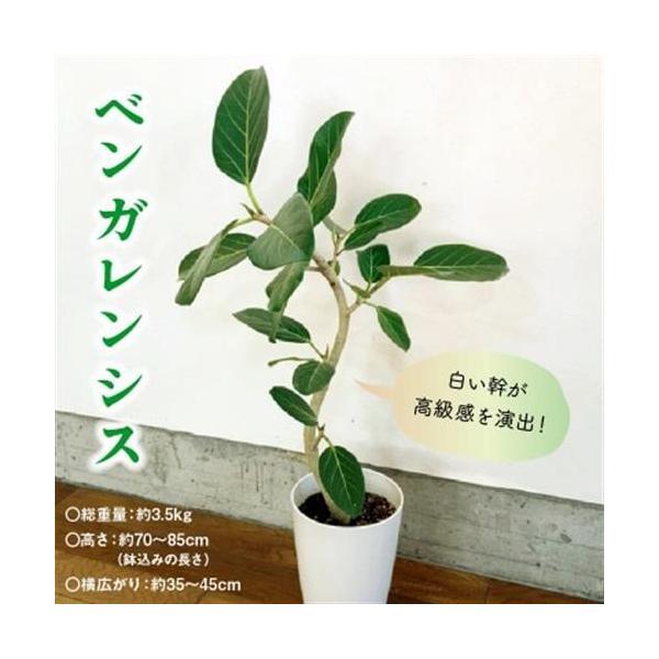 ふるさと納税 観葉植物 ベンガレンシス7号サイズ1鉢【1768170】 鹿児島県南九州市