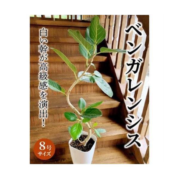 ふるさと納税 観葉植物 ベンガレンシス8号サイズ1鉢【1768376】 鹿児島県南九州市