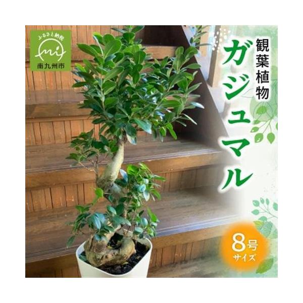 ふるさと納税 観葉植物 ガジュマル1鉢【1768451】 鹿児島県南九州市
