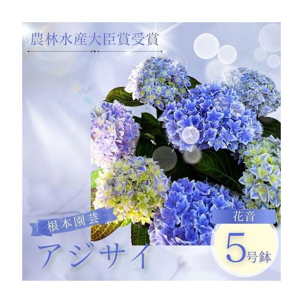 ふるさと納税 先行予約 アジサイ 花音-KANON 5号鉢 | あじさい 紫陽花 ブルー 花ギフト 鉢植え 根本園芸 福島県南相馬市
