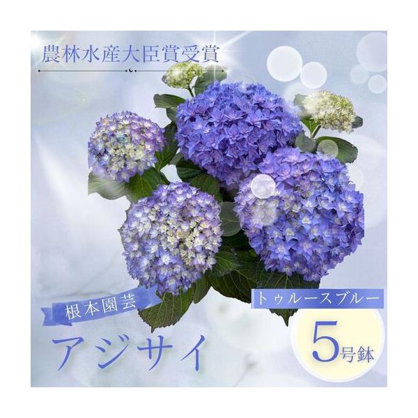ふるさと納税 先行予約 アジサイ トゥルースブルー 5号鉢 | あじさい 紫陽花 ブルー 花ギフト 鉢植え 根本園芸 福島県南相馬市