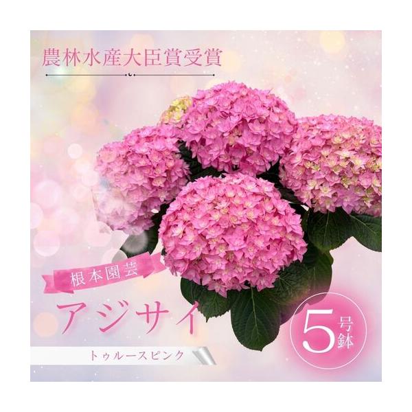 ふるさと納税 先行予約 アジサイ トゥルースピンク 5号鉢 | あじさい 紫陽花 ピンク 花ギフト 鉢植え 根本園芸 福島県南相馬市