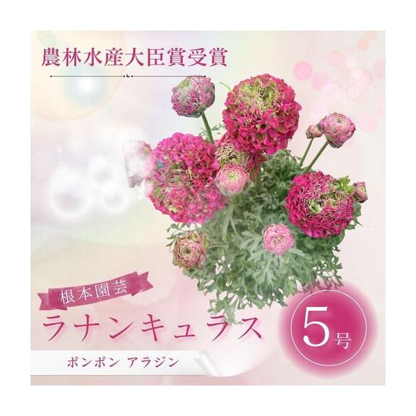 ふるさと納税 先行予約 ラナンキュラス ポンポン アラジン 5号鉢 | 赤 ピンク 花ギフト 鉢植え 根本園芸 福島県南相馬市