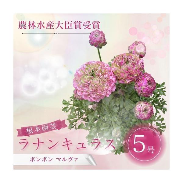 ふるさと納税 先行予約 ラナンキュラス ポンポン マルヴァ 5号鉢 | 赤 ピンク 花ギフト 鉢植え 根本園芸 福島県南相馬市