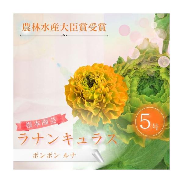 ふるさと納税 先行予約 ラナンキュラス ポンポン ルナ 5号鉢 | 黄色 イエロー 花ギフト 鉢植え 根本園芸 福島県南相馬市