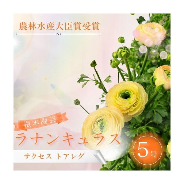 ふるさと納税 先行予約 ラナンキュラス サクセス トアレグ 5号鉢 | 黄色 イエロー 花ギフト 鉢植え 根本園芸 福島県南相馬市