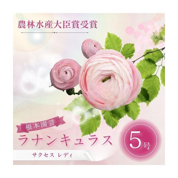 ふるさと納税 先行予約 ラナンキュラス サクセス レディ 5号鉢 | ピンク 桃色 花ギフト 鉢植え 根本園芸 福島県南相馬市