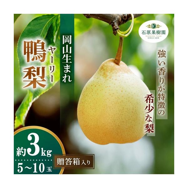 ふるさと納税 梨 ヤーリー梨 鴨梨 5〜10玉 3kg 贈答箱 岡山県産 【ishk016-01】 岡山県真庭市