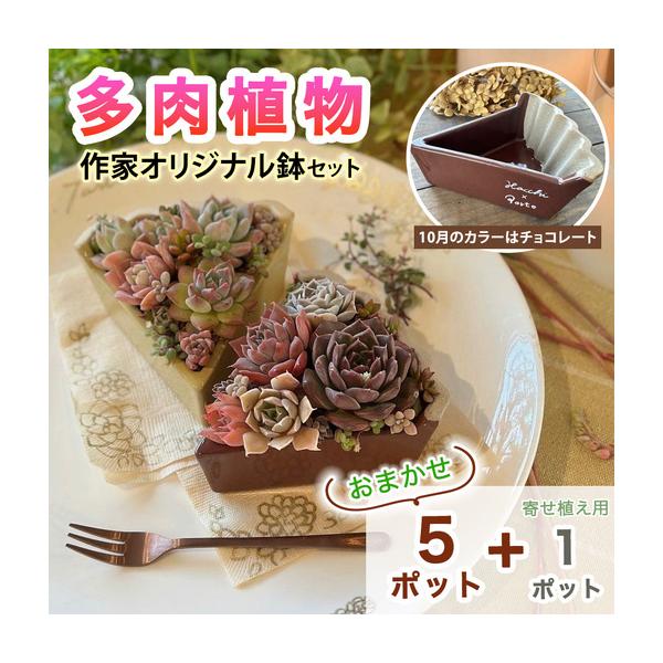 ふるさと納税 [作家オリジナル鉢セット (チョコレート)] 多肉植物 苗 おまかせ 5ポット＋寄せ植え用1ポット付き [1386] 神奈川県伊勢原市