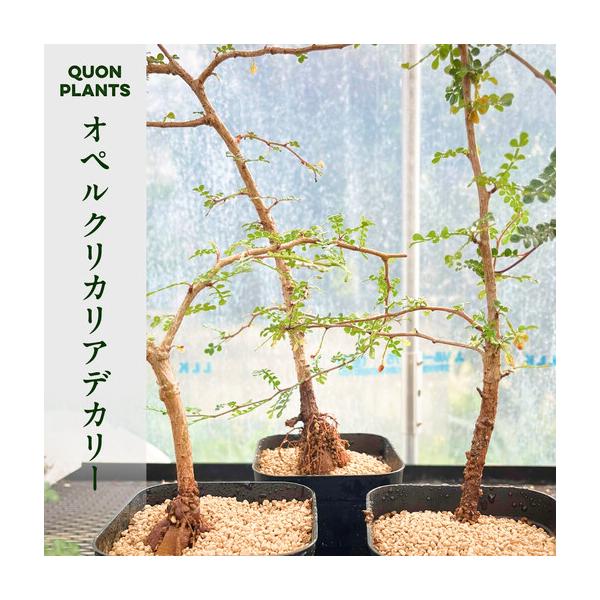 ふるさと納税 オペルクリカリアデカリー3年株（多肉植物） 香川県坂出市