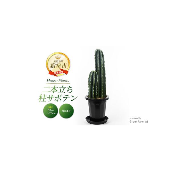 ■ 容量　二本立ち 柱サボテン：1点　高さ(鉢底から)：50cm〜70cm　生育地：鹿児島県指宿市　　【鉢サイズ】　高さ：22.5cm　鉢上部の直径：21cm　プラスチック鉢(受け皿付き)■ 配送について　■受付期間：通年申込を受け付けてお...