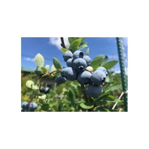 ■ 容量　ブルーベリー（冷凍）：1kg×1袋■ 配送について　準備でき次第、順次発送します。　※長期不在、転居等でお受け取りいただけない場合、再送はいたしかねます。ご了承ください。　タイプ：【冷凍】