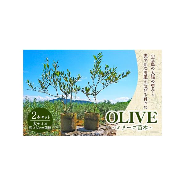 ■ 容量　高さ60cm前後の小豆島のオリーブ苗木の2本セットです。　（違う品種の苗木を各1本ずつお届けします。品種はお任せ下さい。）　　タイプ：【常温】