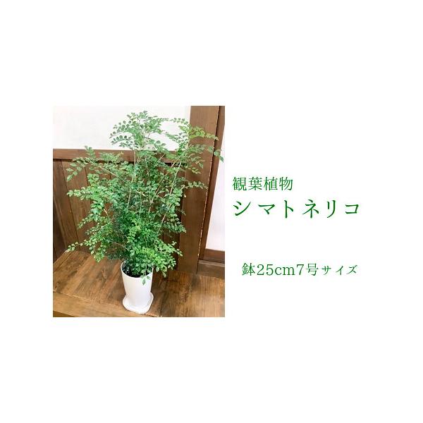 ■ 容量　観葉植物 シマトネリコ1鉢　(鉢 縦25.5cm×横16.5cm)　重量約3kg、高さ約80〜90cm、横幅約40〜50cm　※自然の産物ですので個体差がございます。予めご了承くださいませ。　※育て方マニュアルを同封いたします。■...