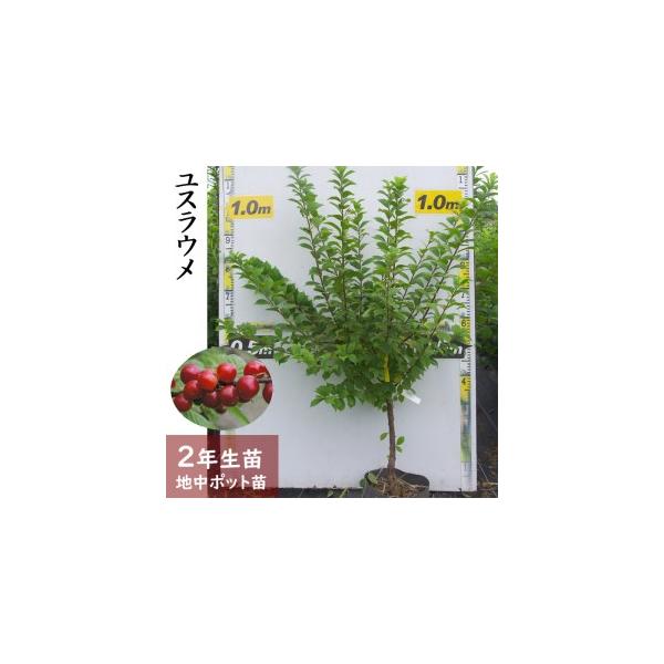 ■ 容量　ユスラウメ(山桜桃)[地中ポット苗 2024年]1苗■ 配送について　2025年12月上旬〜2026年5月下旬頃　タイプ：【常温】