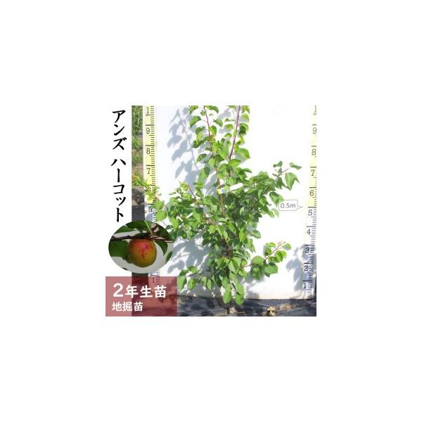 ■ 容量　アンズ(杏) ハーコット[地掘苗 2024年] 1苗■ 配送について　2025年11月中旬〜2026年4月下旬頃　タイプ：【常温】