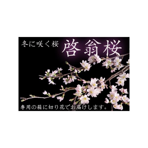■ 容量　80〜90cm枝×8〜10本・化粧箱入■ 配送について　2026年1月10日頃から3月30日頃にかけて寄付受付順に発送　タイプ：【常温】