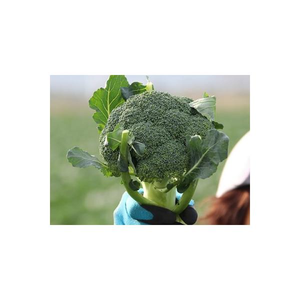 ■ 容量　大山ブロッコリー「きらきらみどり」5本入り（約1.5kg）■ 配送について　10月〜3月に発送（10月以降は決済から30日程度でお届けします）　※季節・収穫状況・天候・申込件数等の事情により入金確認から１カ月を超える場合もあります...
