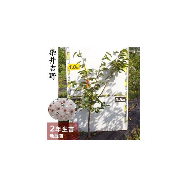 ■ 容量　サクラ(桜) 染井吉野(ソメイヨシノ)[地掘苗 2024年] 1苗■ 配送について　2025年11月中旬〜2026年4月下旬頃