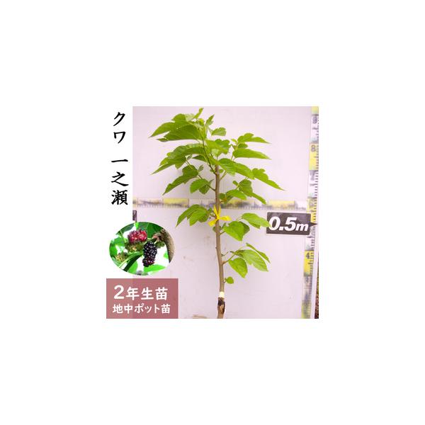 ■ 容量　クワ(桑)一之瀬[地中ポット苗 2024年]1苗■ 配送について　2025年12月上旬〜2026年5月下旬頃に順次発送予定