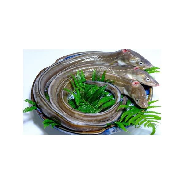 ■ 容量　１尾200g〜250g×3尾■ 配送について　入金確認（決済完了）から2ヶ月程度