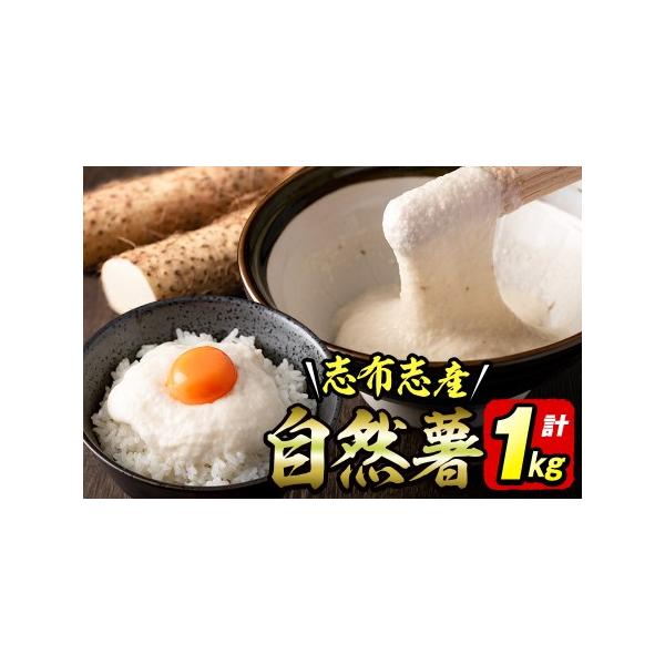 ■ 容量　志布志産 自然薯 計1kg以上(1〜2本入り)■ 配送について　【配送】入金確認後翌月末までに配送　　※お届けに関して　志布志市では、原則入金確認後翌月までの配送とさせていただいております。　つきまして不在日の入力は、入金確認後翌...
