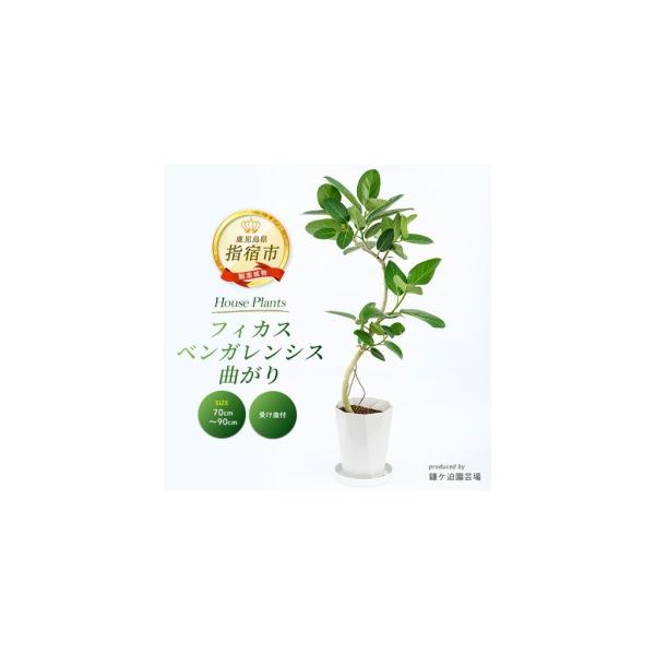 ふるさと納税 フィカス ベンガレンシス曲がり70cm〜90cm 鎌ヶ迫園芸場 IB086-006  観葉植物 観葉植物 鹿児島県指宿市