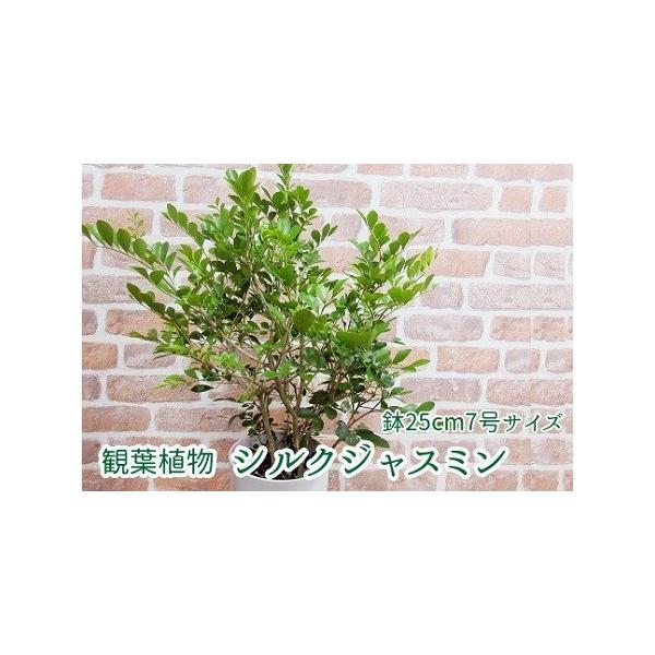 ■ 容量　観葉植物 シルクジャスミン1鉢　(鉢 縦25.5cm×横16.5cm)　重量約3kg、高さ約60〜75cm、横幅約40〜55cm　※自然の産物ですので個体差がございます。予めご了承くださいませ。　※育て方マニュアルを同封いたします...