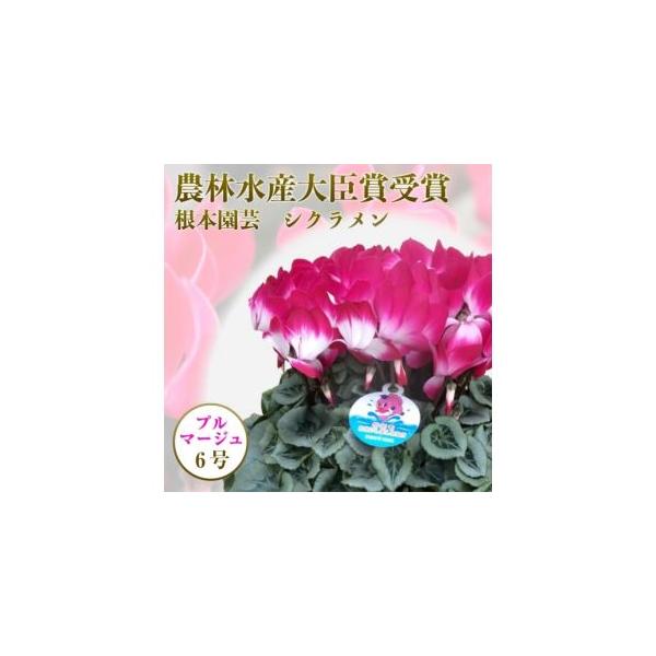 ■ 容量　6号×1鉢　色：2色のコントラスト　鉢：プラ鉢入り 6号鉢　※花色には多少幅があります。■ 配送について　2026年11月下旬?12月末に順次発送いたします。2026年11月30日(月)までにご入金された方は年内発送いたします。　...