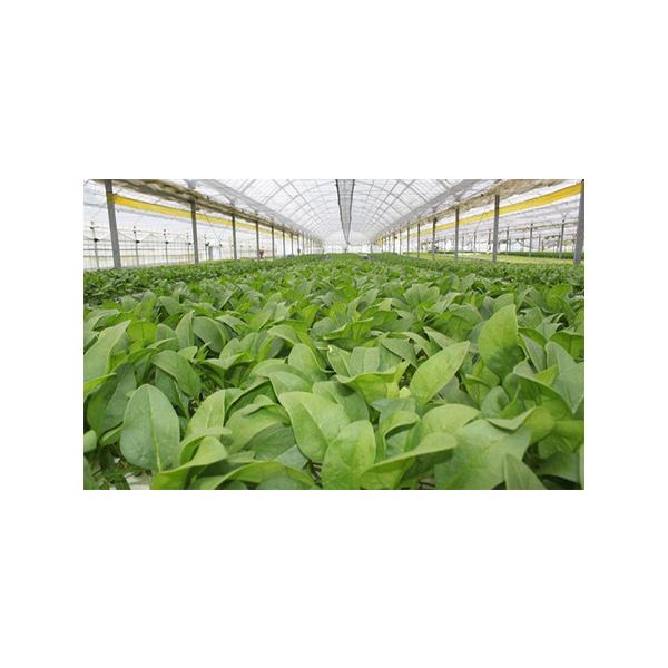 ■ 容量　サラダほうれんそう100g×44袋　　タイプ：【冷蔵】