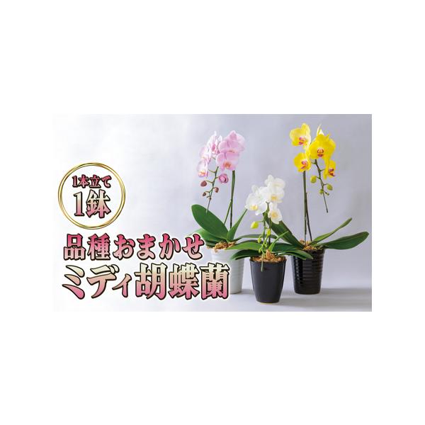 ■ 容量　品種おまかせミディ胡蝶蘭1本立て1鉢　■ 配送について　2026年5月上旬〜11月上旬まで　　タイプ：【常温】