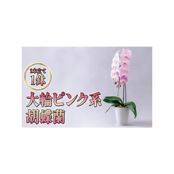 ■ 容量　大輪ピンク系胡蝶蘭1本立て　■ 配送について　2026年5月上旬〜11月上旬まで　　タイプ：【常温】